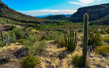 Organ pipe national park, Group of large cacti against a blue sky (Stenocereus thurberi) and...