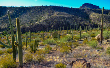 Organ pipe national park, Group of large cacti against a blue sky (Stenocereus thurberi) and...
