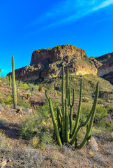 Group of large cacti against a blue sky (Stenocereus thurberi) and Carnegiea gigantea. Organ pipe...