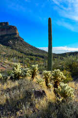 Desert landscape with cacti, in the foreground fruits with cactus seeds, Cylindropuntia sp. in a...