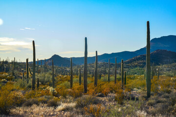 Obraz premium Arizona desert landscape, giant cacti Saguaro cactus (Carnegiea gigantea) against the blue sky, USA