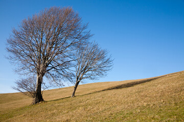 Isolated trees on blue sky. Minimal nature background.