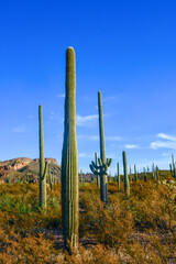 Arizona desert landscape, giant cacti Saguaro cactus (Carnegiea gigantea) against the blue sky, USA