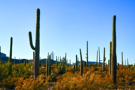 Arizona desert landscape, giant cacti Saguaro cactus (Carnegiea gigantea) against the blue sky, USA © Oleg Kovtun