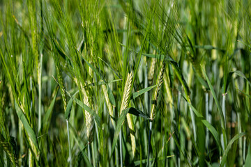 Cereal crops in Sussex on a June evening