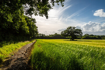 A rural Sussex farm landscape on a sunny summers evening