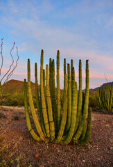 Group of large cacti against a blue sky (Stenocereus thurberi) and Carnegiea gigantea. Organ pipe...