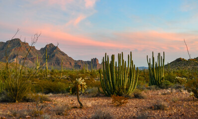 Group of large cacti against a blue sky (Stenocereus thurberi) and Carnegiea gigantea. Organ pipe...