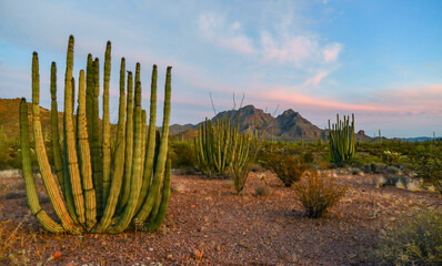 Group of large cacti against a blue sky (Stenocereus thurberi) and Carnegiea gigantea. Organ pipe...
