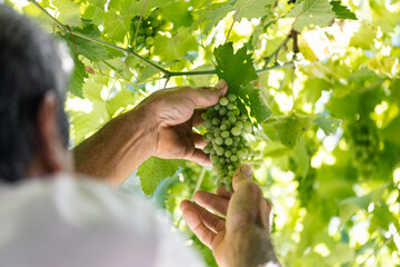 A farmer harvesting grape. This peasant is picking up a bunch of grape. This is white grape.