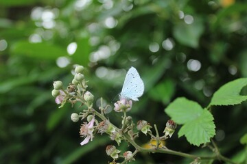 butterfly on a flower