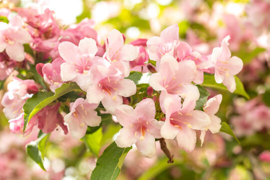 Flowering bush of weigela rosea in the garden close-up. Lots of pink flowers on a bush in the garden. Selective focus.