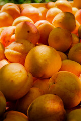 Apricot fruits illuminated by the morning sun. Freshly picked ripe apricot fruits illuminated by the morning sun during the harvest in a private orchard.
