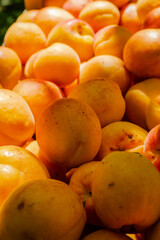 Apricot fruits illuminated by the morning sun. Freshly picked ripe apricot fruits illuminated by the morning sun during the harvest in a private orchard.
