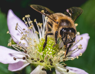 bee on a flower