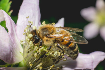 bee on a flower
