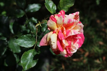 Obraz premium pink hibiscus flower