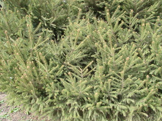 Fir tree brunch close up. Shallow focus. Fluffy fir tree brunch close up. Christmas wallpaper concept.