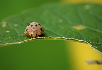 ladybird on leaf