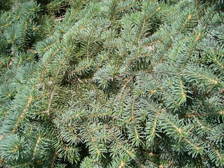 Fir tree brunch close up. Shallow focus. Fluffy fir tree brunch close up. Christmas wallpaper concept.