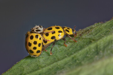A mating pair of the 22- spot lady bird, Psyllobora vigintiduopunctata