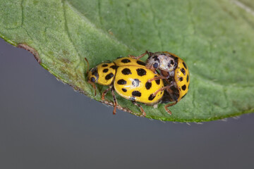 A mating pair of the 22- spot lady bird, Psyllobora vigintiduopunctata