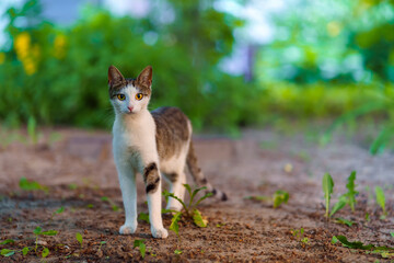 A young gray-white cat stands on the ground and looks straight ahead.