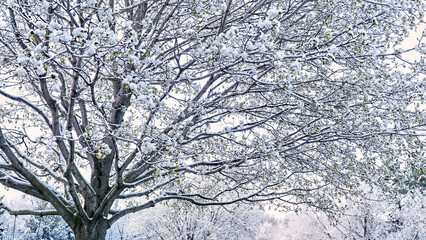 Snow-covered spring tree, Michigan