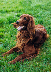 Beautiful happy Irish Setter dog is lying in grass on a beautiful summer day. Copy space