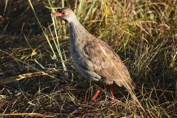 Red-necked Francolin