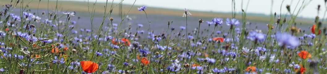 Fototapeta Maki ,pole w kwiatach ,maki i makówki ,dzikie kwiaty ,kwiaty samosiejki ,krajobraz letni ,chabry obraz
