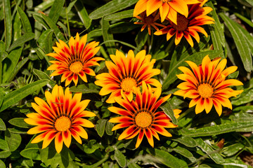 Gazania rigens (syn. G. splendens), sometimes called treasure flower, is a species of flowering plant in the family Asteraceae, native to coastal areas of southern Africa.