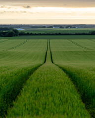 green field and sky