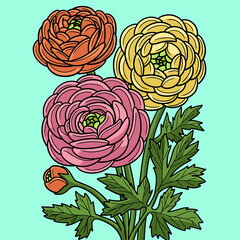 Ranunculus Flower Colored Cartoon Illustration