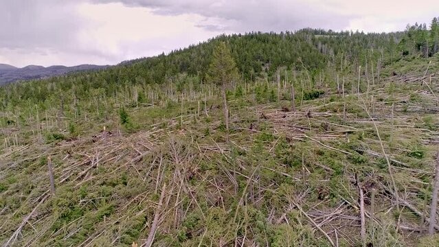 Aerial View Of Damage From EF-2 Tornado In Duchesne County Utah As Broken Trees Cover The Hillside.