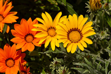 Gazania rigens (syn. G. splendens), sometimes called treasure flower, is a species of flowering plant in the family Asteraceae, native to coastal areas of southern Africa.