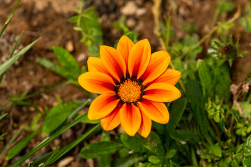 Gazania rigens (syn. G. splendens), sometimes called treasure flower, is a species of flowering plant in the family Asteraceae, native to coastal areas of southern Africa.