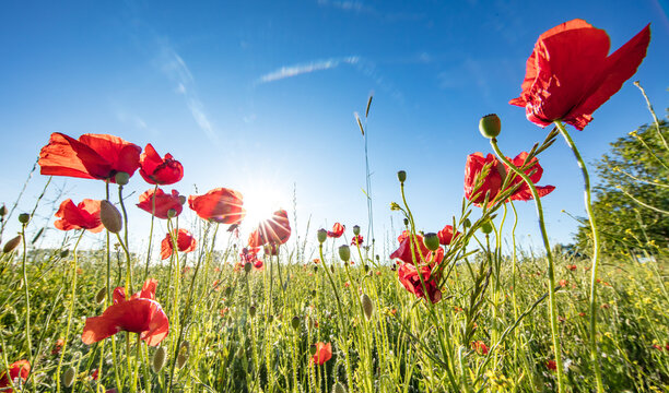 mohnbl&uuml;te