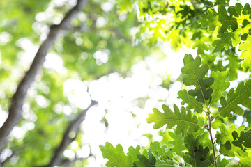 Upward glance to sun rays shines through forest trees. Scattered sunlight that filters through green oak leaves. Sunny summer nature background with sunshine radiant bokeh. Japanese Komorebi concept