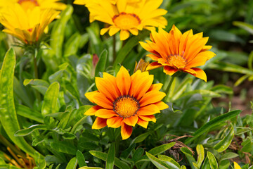 Gazania rigens (syn. G. splendens), sometimes called treasure flower, is a species of flowering plant in the family Asteraceae, native to coastal areas of southern Africa.