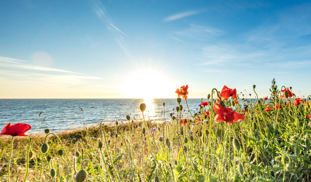 mohn am meer