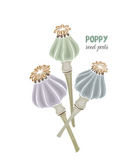 Poppy seed pods No contour hand drawn doodle, isolated, white background. Vector illustration - obrazy, fototapety, plakaty