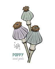 Poppy seed pods hand drawn doodle, isolated, white background. Vector illustration