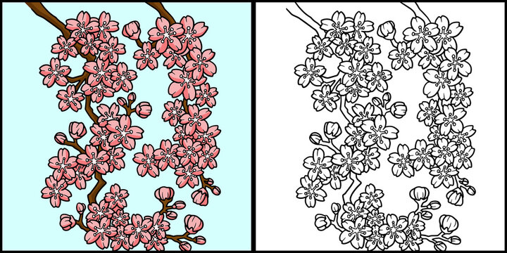 Cherry Blossom Coloring Page Colored Illustration