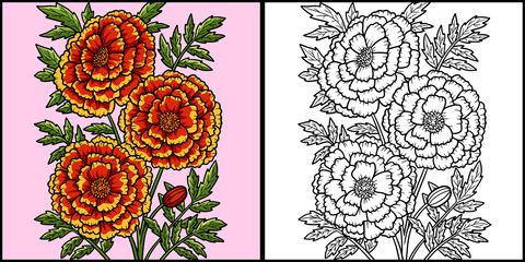  Marigold Flower Coloring Colored Illustration