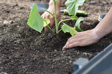 plant hands earth cucumber tomatoes garden ecology bio