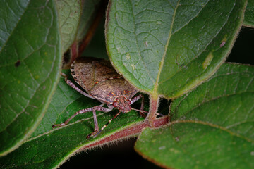 Nymphs of the  brown marmorated stink bug (Halyomorpha halys)