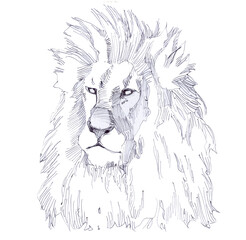 African predator lion, portrait of the king of beasts. Shaggy head of a lion.