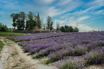 the intense purple of Langhe salt lavender, in the Piedmontese Langhe. In June 2022