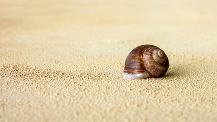 shell of snail on yellow background with copy space behind snail shell